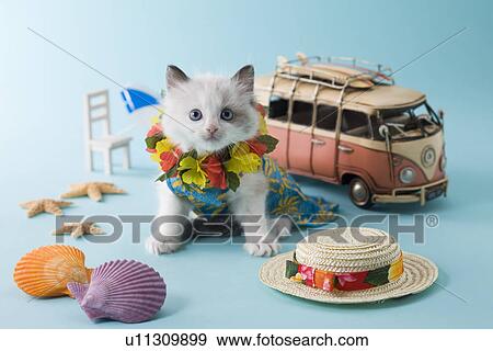 Rag Doll Kitten and Summer Vacation View Large Photo Image Stock Photo - Rag Doll Kitten and Summer Vacation. Fotosearch