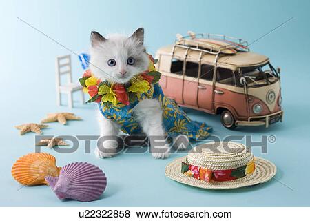 Rag Doll Kitten and Summer Vacation View Large Photo Image Stock Photo - Rag Doll Kitten and Summer Vacation. Fotosearch