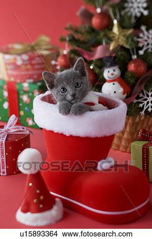 Picture - Russian Blue Kitten and Christmas. Fotosearch