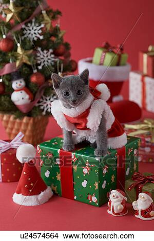 Russian Blue Kitten and Christmas View Large Photo Image Picture - Russian Blue Kitten and Christmas. Fotosearch