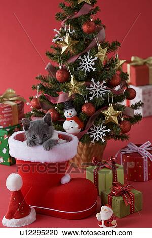 Russian Blue Kitten and Christmas View Large Photo Image Stock Image - Russian Blue Kitten and Christmas. Fotosearch