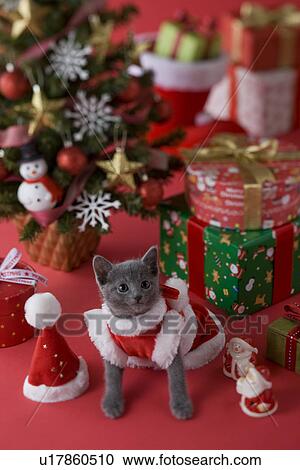 Russian Blue Kitten and Christmas View Large Photo Image Stock Image - Russian Blue Kitten and Christmas. Fotosearch