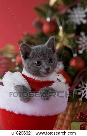 Stock Image - Russian Blue Kitten and Christmas. Fotosearch