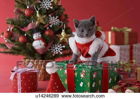 Russian Blue Kitten and Christmas View Large Photo Image Stock Photo - Russian Blue Kitten and Christmas. Fotosearch