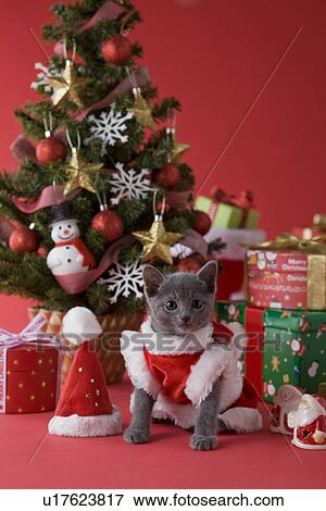 Russian Blue Kitten and Christmas View Large Photo Image Stock Photo - Russian Blue Kitten and Christmas. Fotosearch