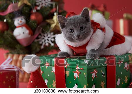 Stock Photo - Russian Blue Kitten and Christmas. Fotosearch