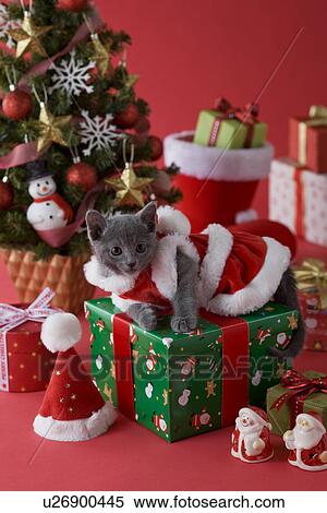 Russian Blue Kitten and Christmas View Large Photo Image Stock Photography - Russian Blue Kitten and Christmas. Fotosearch