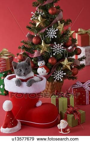 Russische Blau Katzenbaby Und Weihnachten Stock Foto U Fotosearch