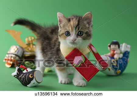 Scottish Fold Kitten and Children's Day Celebration View Large Photo Image Picture - Scottish Fold Kitten and Children's Day Celebration. Fotosearch