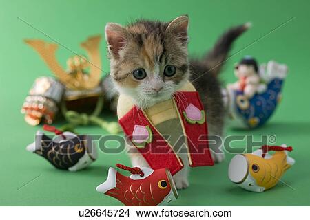 Picture - Scottish Fold Kitten and Children's Day Celebration. Fotosearch