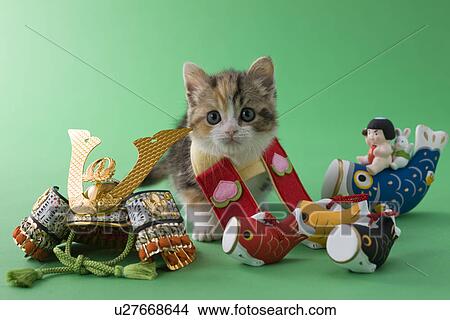 Scottish Fold Kitten and Children's Day Celebration View Large Photo Image Picture - Scottish Fold Kitten and Children's Day Celebration. Fotosearch