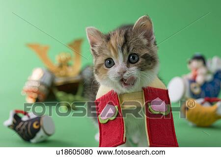 Scottish Fold Kitten and Children's Day Celebration View Large Photo Image Stock Image - Scottish Fold Kitten and Children's Day Celebration. Fotosearch