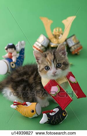 Scottish Fold Kitten and Children's Day Celebration View Large Photo Image Stock Photo - Scottish Fold Kitten and Children's Day Celebration. Fotosearch