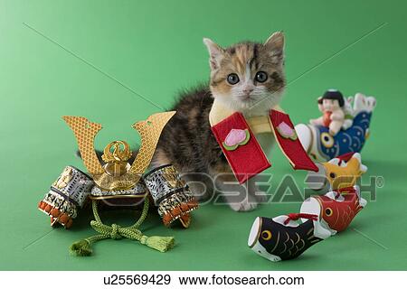Scottish Fold Kitten and Children's Day Celebration View Large Photo Image Stock Photo - Scottish Fold Kitten and Children's Day Celebration. Fotosearch