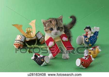 Scottish Fold Kitten and Children's Day Celebration View Large Photo Image Stock Photo - Scottish Fold Kitten and Children's Day Celebration. Fotosearch