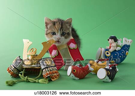 Stock Photograph - Scottish Fold Kitten and Children's Day Celebration. Fotosearch