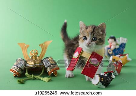 Scottish Fold Kitten and Children's Day Celebration View Large Photo Image Stock Photograph - Scottish Fold Kitten and Children's Day Celebration. Fotosearch