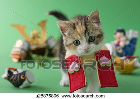 Stock Photograph - Scottish Fold Kitten and Children's Day Celebration. Fotosearch