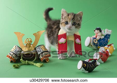 Scottish Fold Kitten and Children's Day Celebration View Large Photo Image Stock Photograph - Scottish Fold Kitten and Children's Day Celebration. Fotosearch