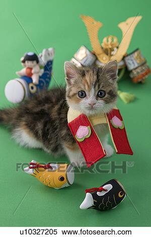 Stock Photography - Scottish Fold Kitten and Children's Day Celebration. Fotosearch