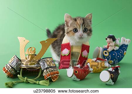 Stock Photography - Scottish Fold Kitten and Children's Day Celebration. Fotosearch
