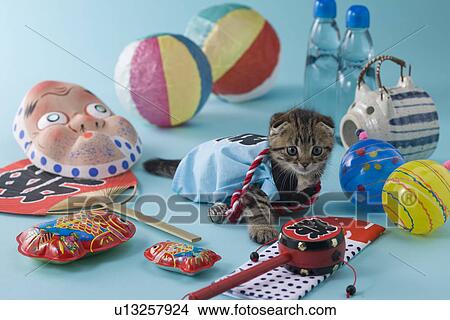 Scottish Fold Kitten and Summer Festival View Large Photo Image Picture - Scottish Fold Kitten and Summer Festival. Fotosearch