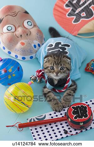 Picture - Scottish Fold Kitten and Summer Festival. Fotosearch