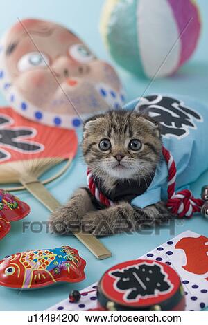 Scottish Fold Kitten and Summer Festival View Large Photo Image Stock Image - Scottish Fold Kitten and Summer Festival. Fotosearch