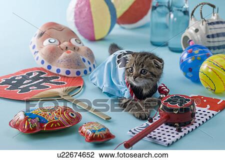 Scottish Fold Kitten and Summer Festival View Large Photo Image Stock Image - Scottish Fold Kitten and Summer Festival. Fotosearch