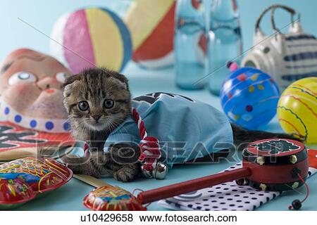 Scottish Fold Kitten and Summer Festival View Large Photo Image Stock Photo - Scottish Fold Kitten and Summer Festival. Fotosearch