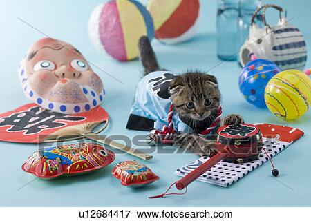 Scottish Fold Kitten and Summer Festival View Large Photo Image Stock Photo - Scottish Fold Kitten and Summer Festival. Fotosearch