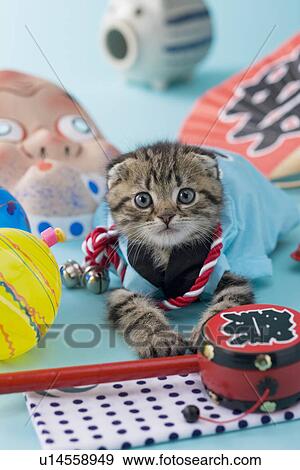 Scottish Fold Kitten and Summer Festival View Large Photo Image Stock Photo - Scottish Fold Kitten and Summer Festival. Fotosearch