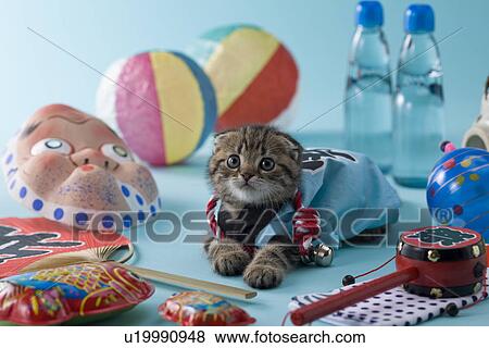 Stock Photo - Scottish Fold Kitten and Summer Festival. Fotosearch