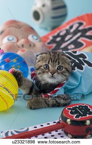 Scottish Fold Kitten and Summer Festival View Large Photo Image Stock Photo - Scottish Fold Kitten and Summer Festival. Fotosearch
