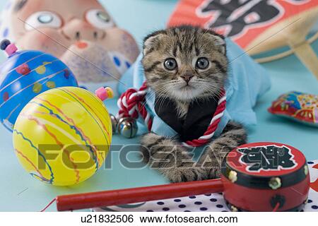 Scottish Fold Kitten and Summer Festival View Large Photo Image Stock Photograph - Scottish Fold Kitten and Summer Festival. Fotosearch