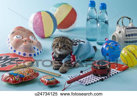 Scottish Fold Kitten and Summer Festival View Large Photo Image Stock Photography - Scottish Fold Kitten and Summer Festival. Fotosearch