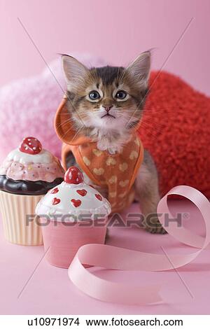 Somali Kitten and Heart Shaped Ornaments View Large Photo Image Picture - Somali Kitten and Heart Shaped Ornaments. Fotosearch
