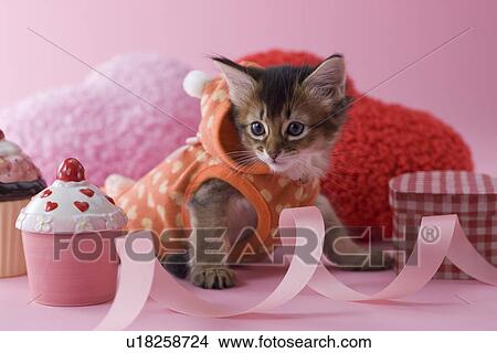 Somali Kitten and Heart Shaped Ornaments View Large Photo Image Picture - Somali Kitten and Heart Shaped Ornaments. Fotosearch
