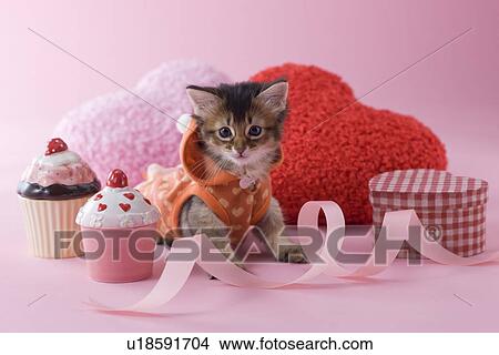 Somali Kitten and Heart Shaped Ornaments View Large Photo Image Picture - Somali Kitten and Heart Shaped Ornaments. Fotosearch