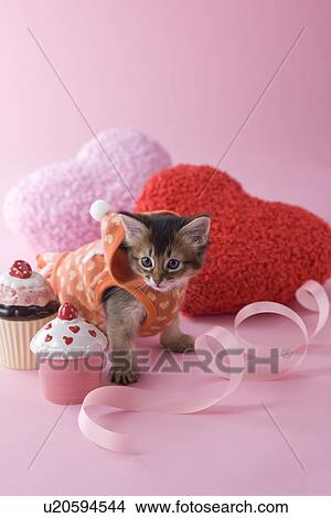 Somali Kitten and Heart Shaped Ornaments View Large Photo Image Picture - Somali Kitten and Heart Shaped Ornaments. Fotosearch