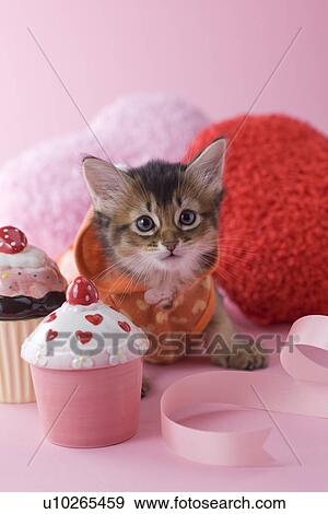 Stock Photo - Somali Kitten and Heart Shaped Ornaments. Fotosearch
