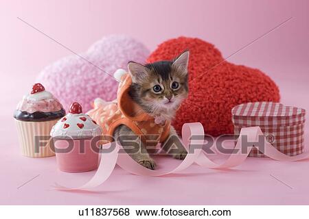 Somali Kitten and Heart Shaped Ornaments View Large Photo Image Stock Photo - Somali Kitten and Heart Shaped Ornaments. Fotosearch