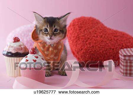 Somali Kitten and Heart Shaped Ornaments View Large Photo Image Stock Photo - Somali Kitten and Heart Shaped Ornaments. Fotosearch