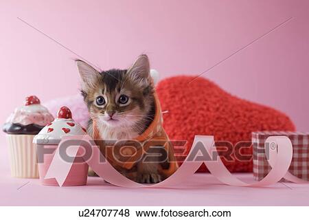 Somali Kitten and Heart Shaped Ornaments View Large Photo Image Stock Photo - Somali Kitten and Heart Shaped Ornaments. Fotosearch