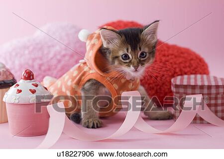 Somali Kitten and Heart Shaped Ornaments View Large Photo Image Stock Photograph - Somali Kitten and Heart Shaped Ornaments. Fotosearch