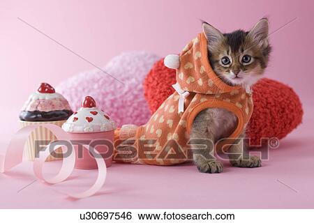 Somali Kitten and Heart Shaped Ornaments View Large Photo Image Stock Photograph - Somali Kitten and Heart Shaped Ornaments. Fotosearch