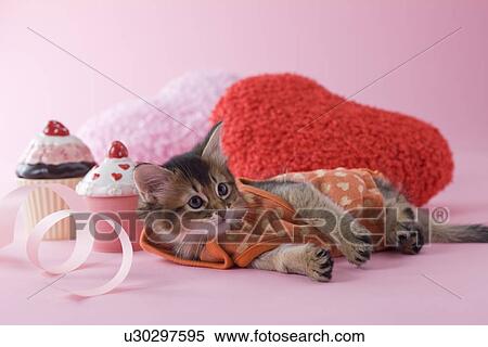 Somali Kitten and Heart Shaped Ornaments View Large Photo Image Stock Photography - Somali Kitten and Heart Shaped Ornaments. Fotosearch