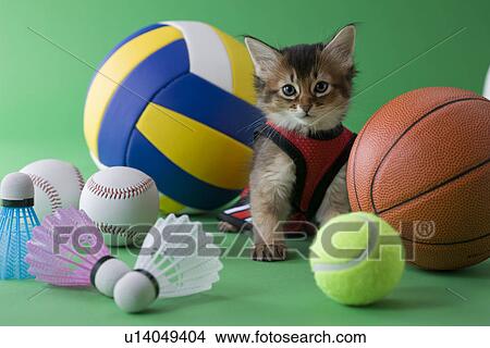 Somali Kitten and Sports View Large Photo Image Picture - Somali Kitten and Sports. Fotosearch