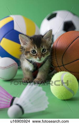 Somali Kitten and Sports View Large Photo Image Picture - Somali Kitten and Sports. Fotosearch