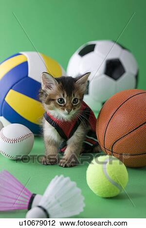 Stock Image - Somali Kitten and Sports. Fotosearch